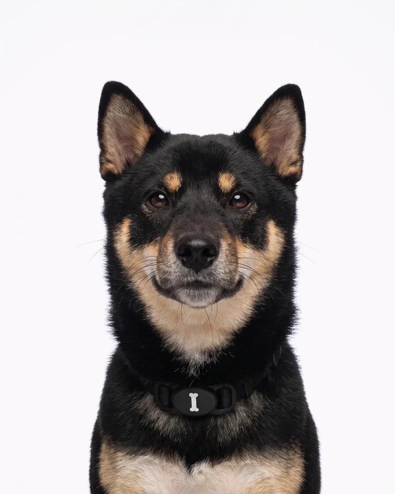 Shiro, lo shiba inu di SWAG ADV